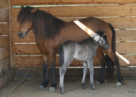 Dimmalimm von Hammersdorf