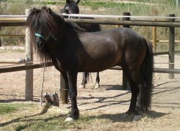 Dimmalimm von Hammersdorf