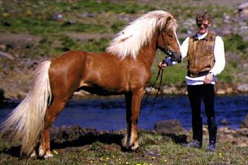 Dimmalimm von Hammersdorf