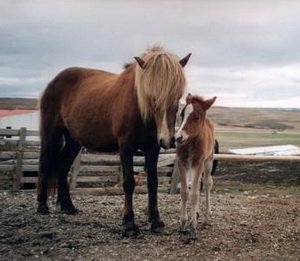 Dimmalimm von Hammersdorf