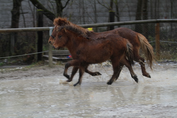 Bikar von Hammersdorf