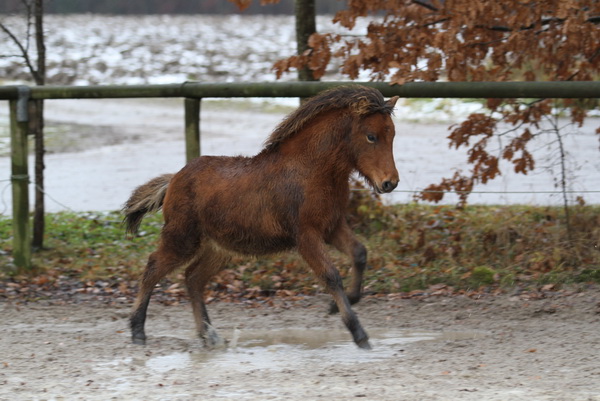 Bikar von Hammersdorf