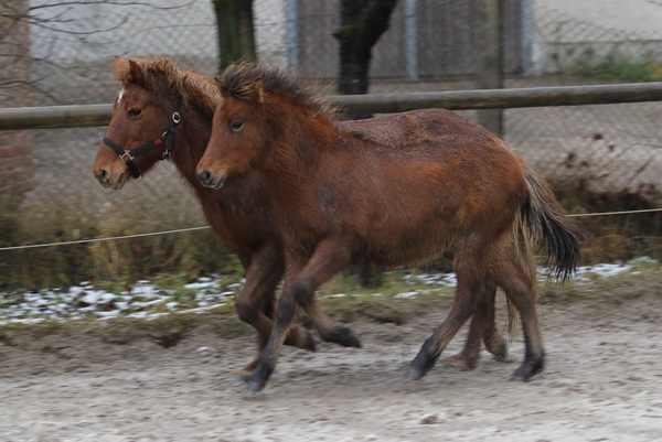 Bikar von Hammersdorf