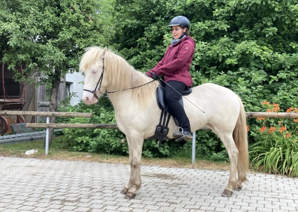 Athena vom Panoramahof / Verkaufspferd