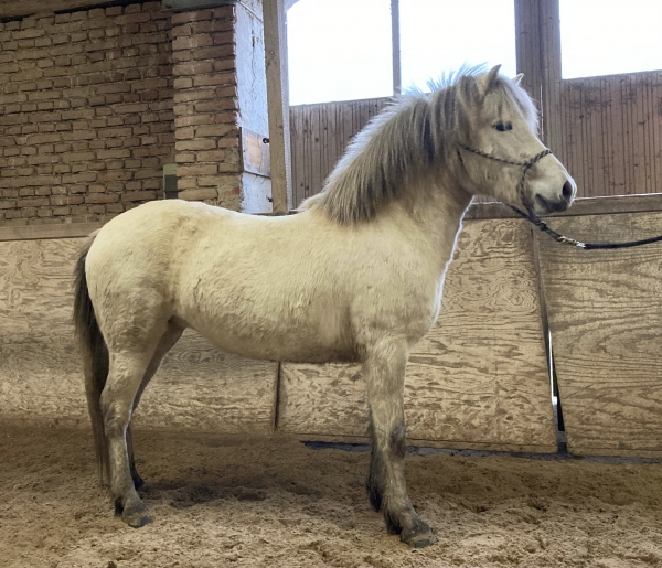 Fjóla von Hammersdorf  / Verkaufspferd