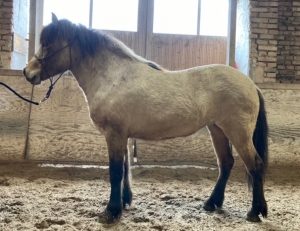 Keila von Hammersdorf  / Verkaufspferd