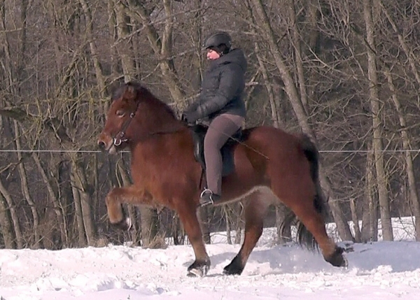 Orda von der Elschenau / Verkaufspferd