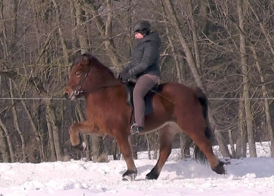 Orda von der Elschenau / Verkaufspferd