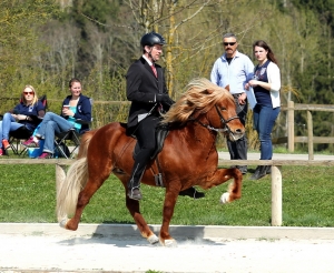 Hengstschau am Oedhof!