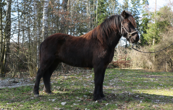 Feykir fra Napstjert / Verkaufspferd