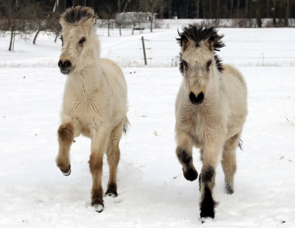 Bjartur und Garpur