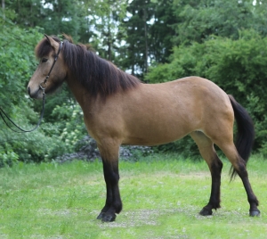 Kórund vom Panoramahof / Verkaufspferd