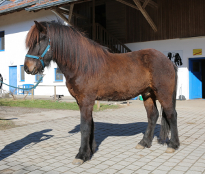 Stjarni von Hammersdorf  / Verkaufspferd